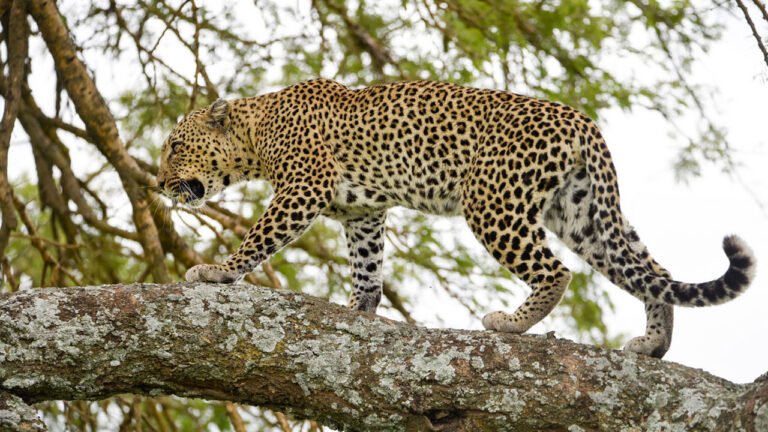 10 Days Outspan Luxury Safari