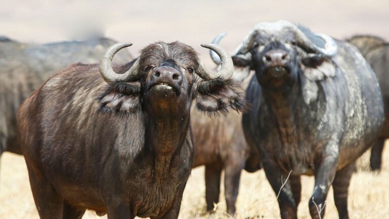 04 Days Wild Safari in Standard Accommodation