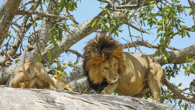 05 Days Mid Range Accommodation Safari