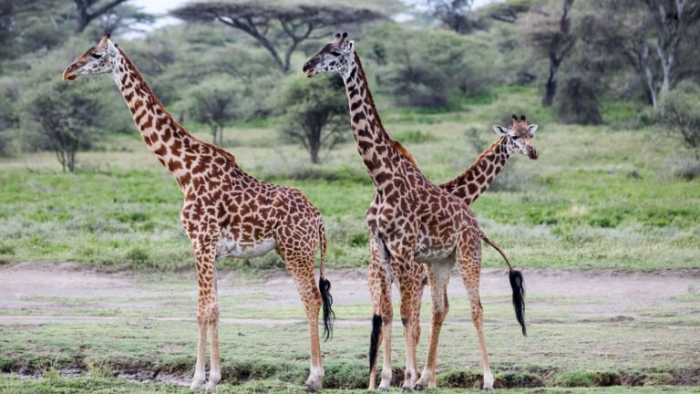 06 Days Mid – Range In Tented Lodge