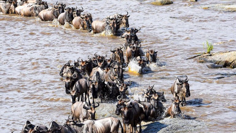 4 Days Safari The Great Migration Western Corridor May and June