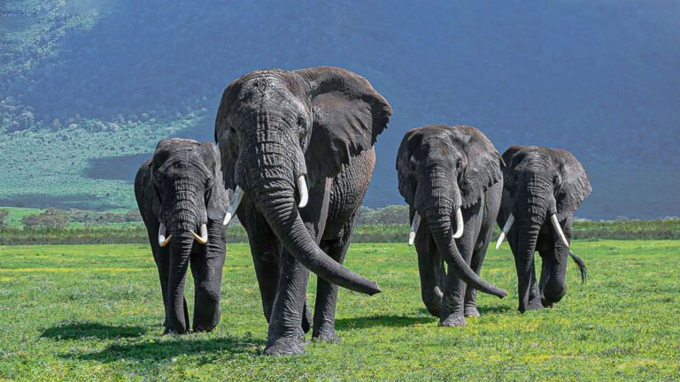 07 Days Untamed Safari Standard Lodges