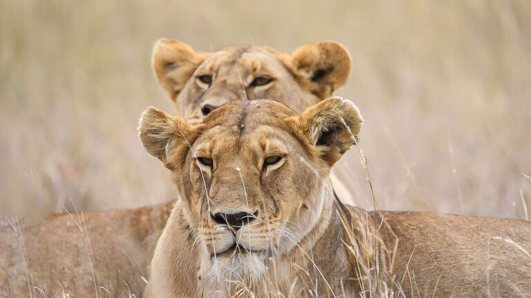 07 Days Utmost Luxury Safari (best time is July to October)