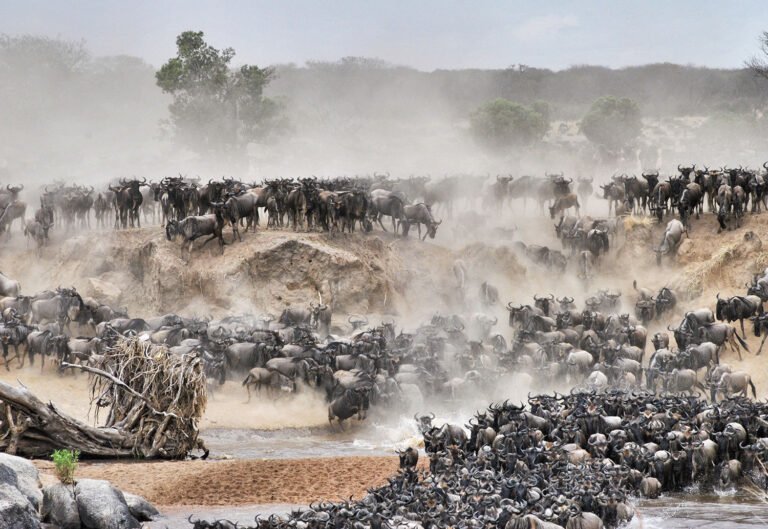 Wildebeest Migration In Northern Serengeti