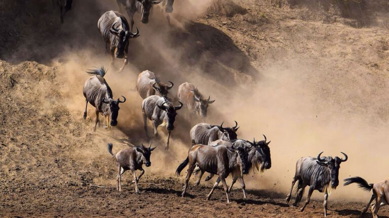 Ndutu Migration December to March