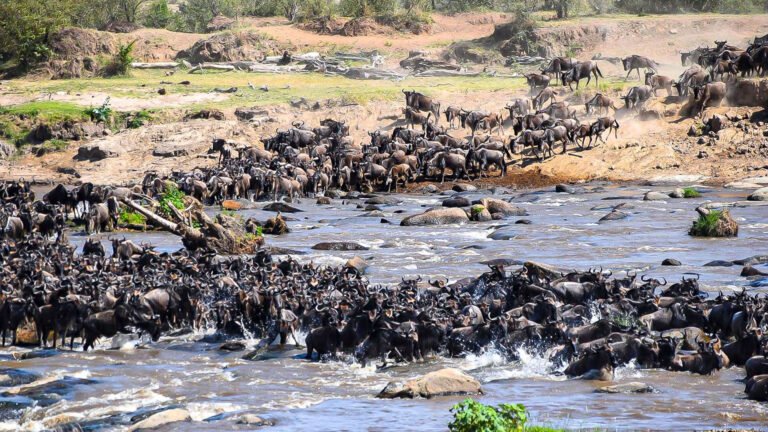 Wildebeest Migration In Northern Serengeti