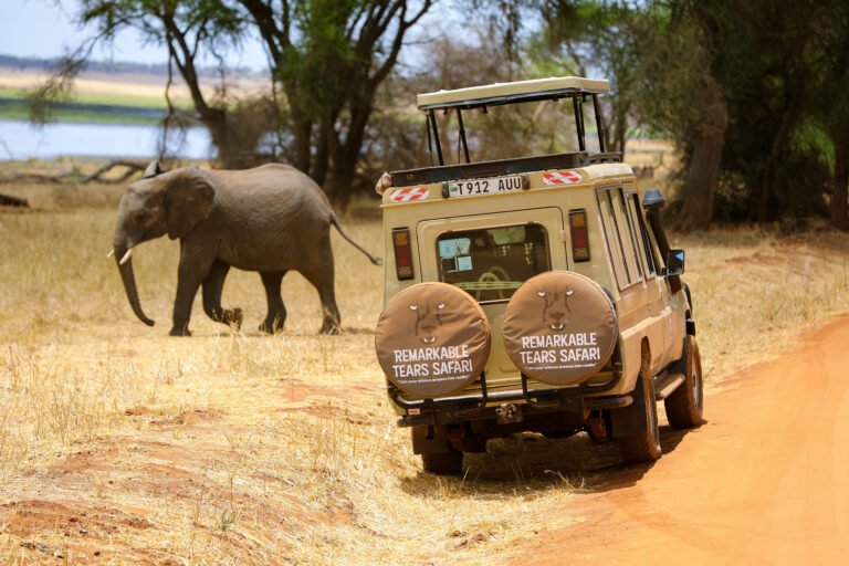 Spectacular 07 Days Safari in May/June and July Combination of Safari and Migration