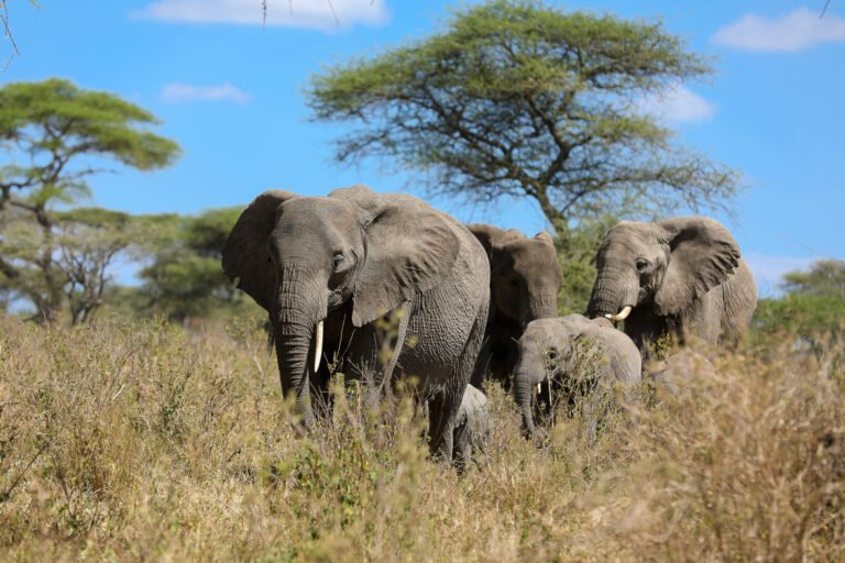 05 Days Mid Range Accommodation Safari