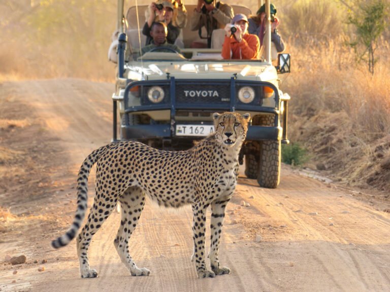 04 Days Wild Safari in Standard Accommodation