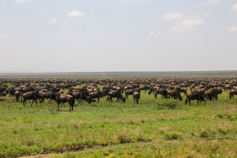 Ndutu Migration December to March